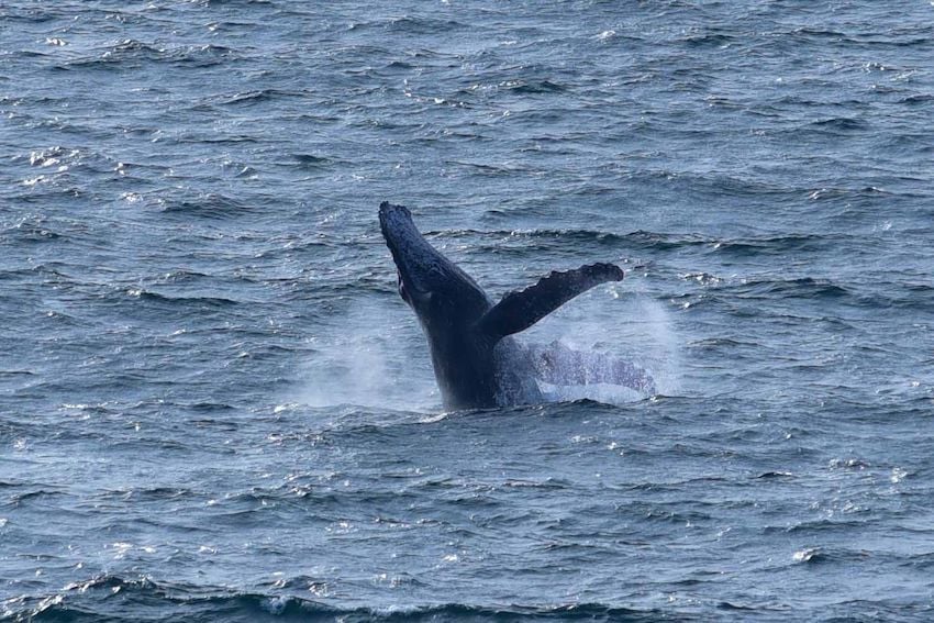 Comienza la temporada de avistamiento de ballenas en la costa suroeste de México