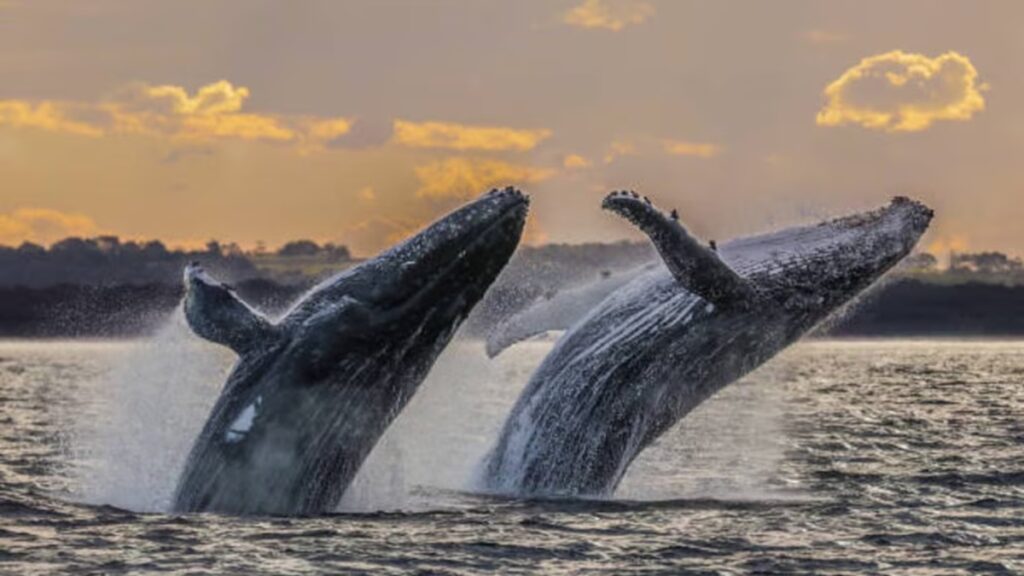 Ballenas prefieren las costas de México como refugio invernal seguro