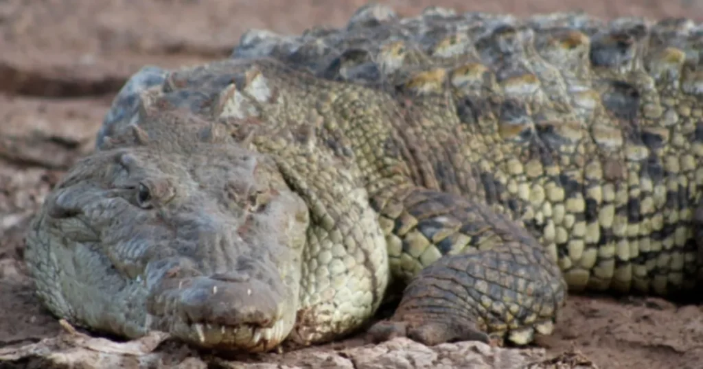 Biólogo destaca la presencia de cocodrilos en Sinaloa como señal de ecosistemas saludables