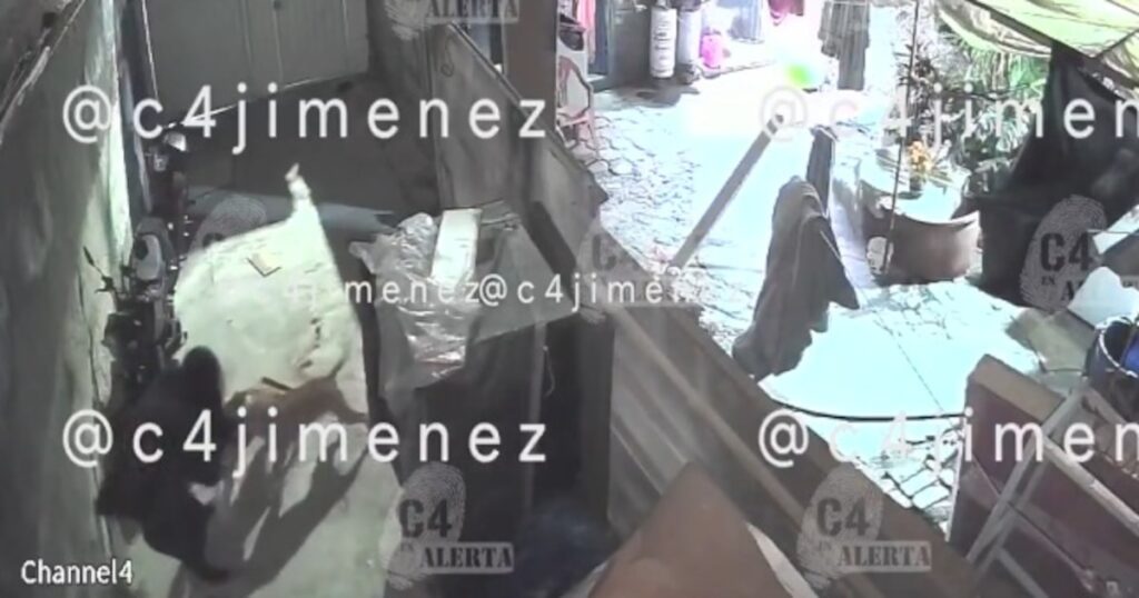 Dueños rehúsan responsabilidad: Mujer sufre brutal ataque de tres pitbulls en Tláhuac