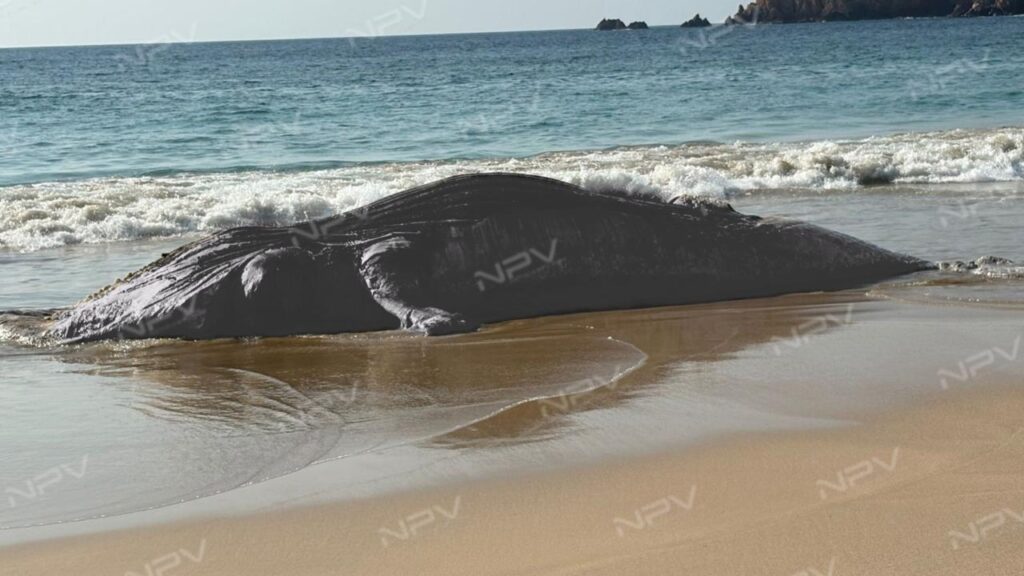 Encuentran ballena sin vida en la playa de Mezcales en Pérula