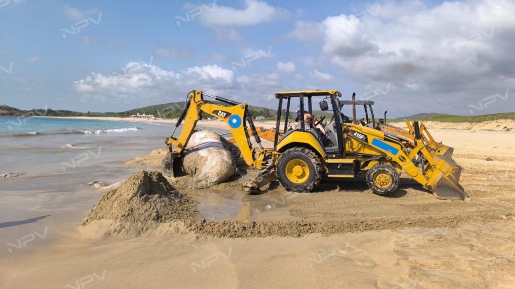 Entierran ballena sin vida encontrada en la playa de Pérula