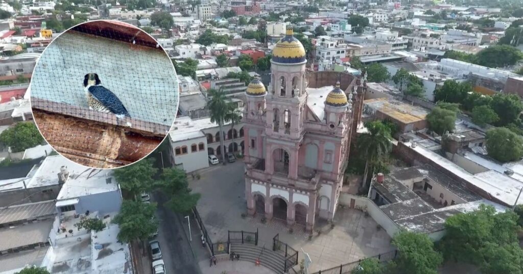 Increíble rescate de un halcón atrapado en lo alto del Santuario en Culiacán