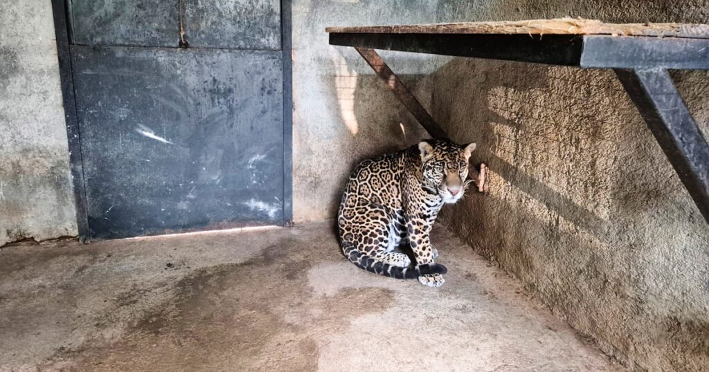 Jaguar rescatado en operativo en Edomex y trasladado a centro de cuidado especializado