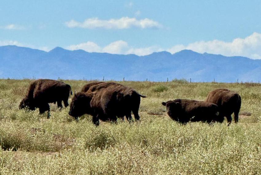 Liberan 44 bisontes en reserva de Coahuila como parte de iniciativa de conservación de pastizales de 25 años