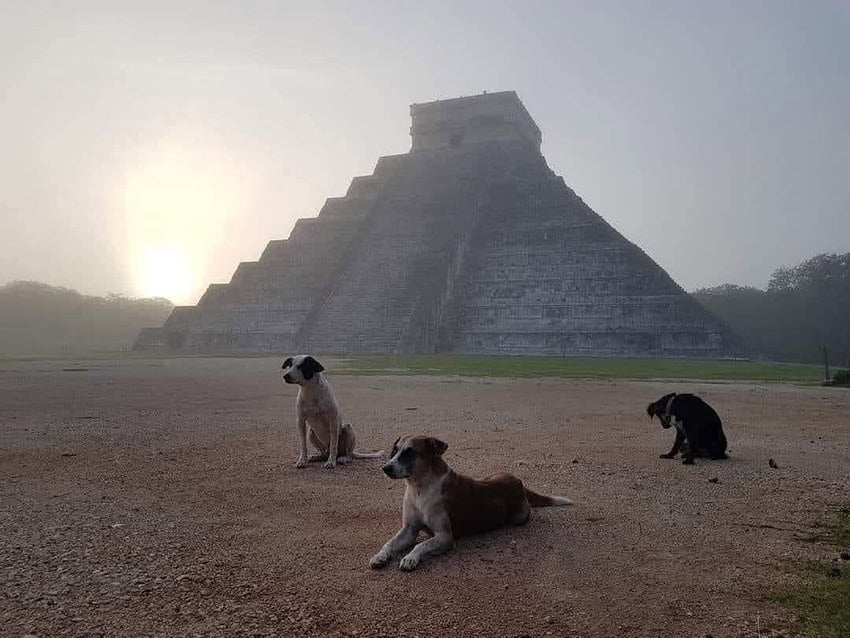 Los momentos mágicos de México en el 2025: Águilas místicas, cachorros observando estrellas y una abuela increíble