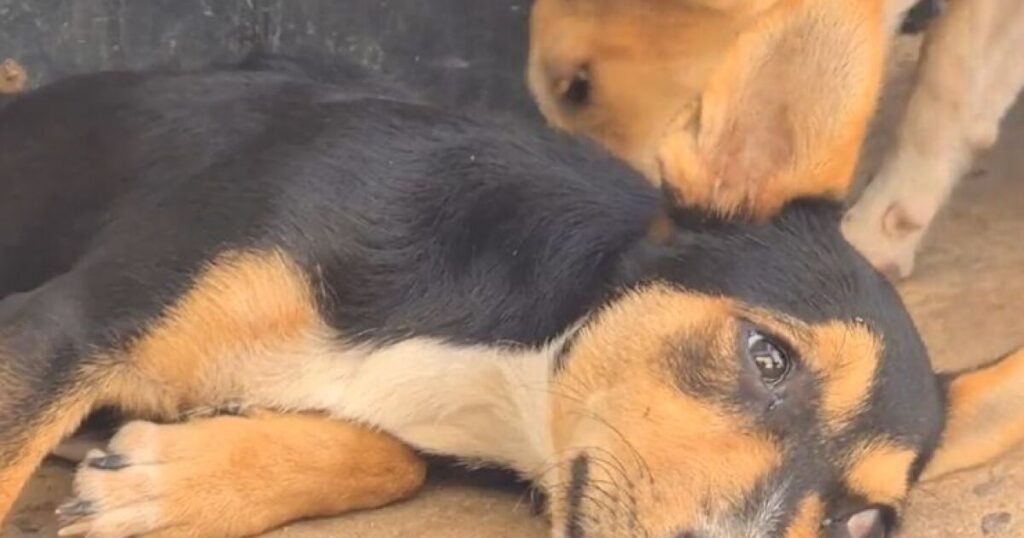 No regales cachorros en Navidad: ellos no son juguetes