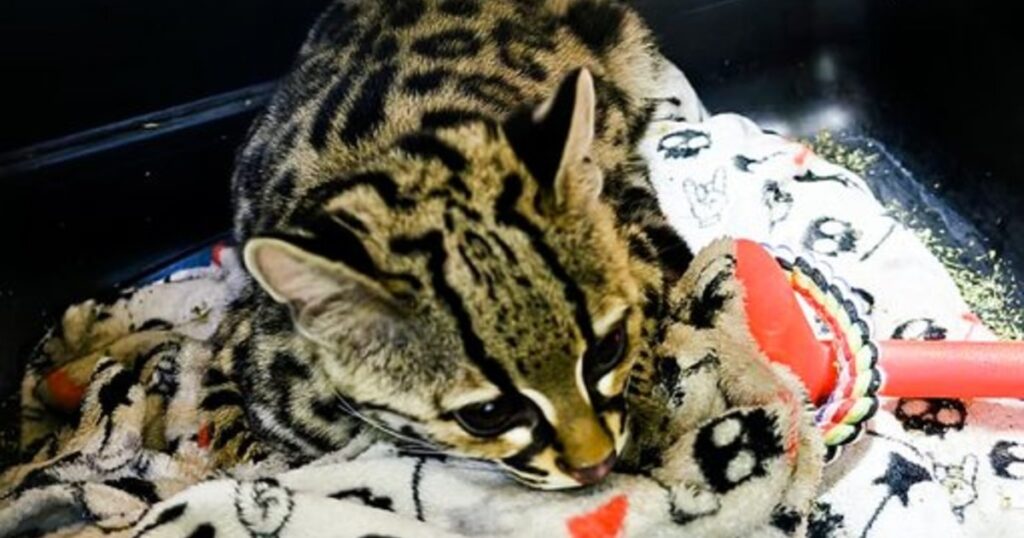 Rescatan a tigrillo de una casa en Álvaro Obregón