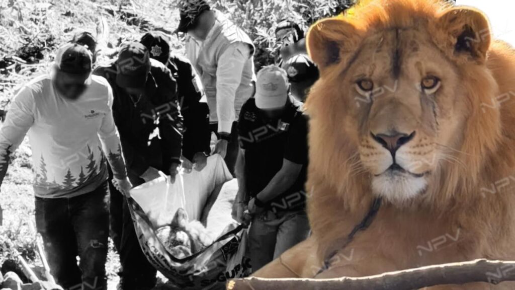 Rescate de PROFEPA a un León desamparado en Ixtlán del Río