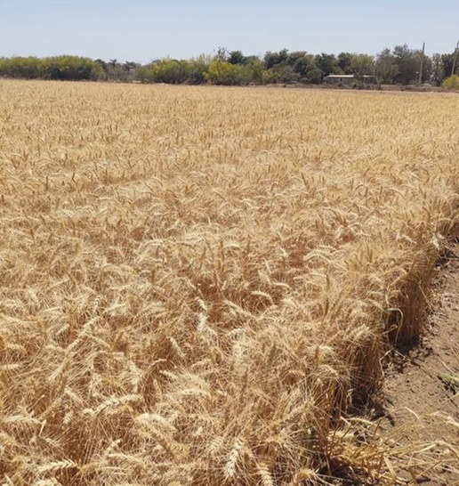 SADER agilizará el pago a productores de trigo en Sinaloa en un plazo de 10 días