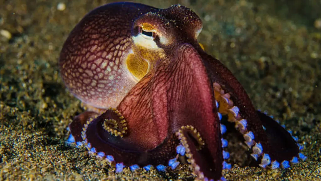 VIDEO: Turista juega con pulpo sin saber que era altamente venenoso

VIDEO: Turista juega con pulpo en México sin saber que era altamente venenoso