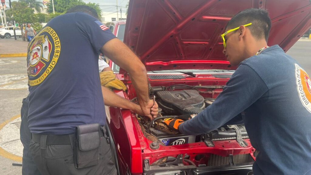 Vecinos notifican a los bomberos sobre una boa descubierta dentro de un vehículo