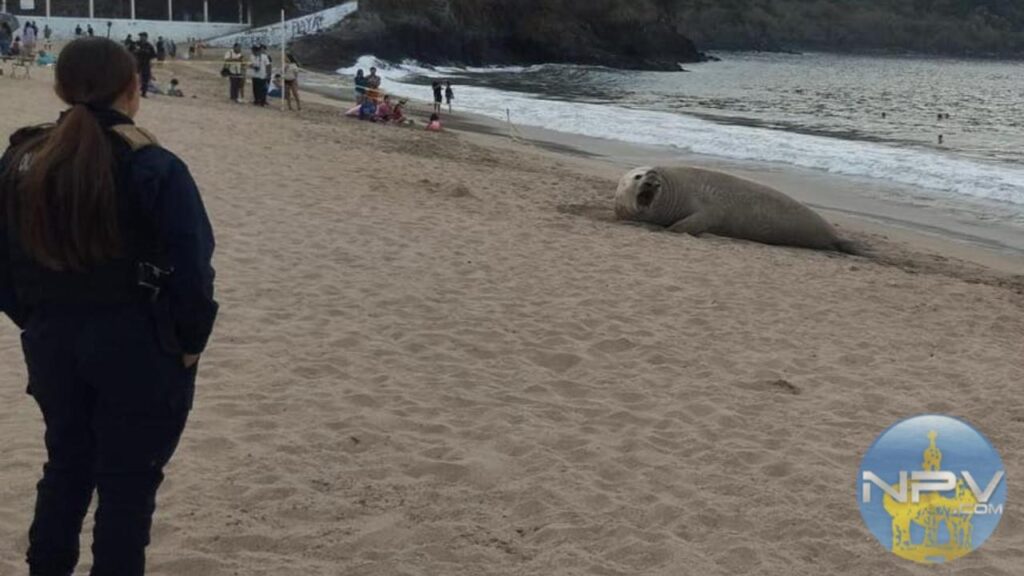 Avistado: Confirman buena salud de elefante marino en playa Los Ayala, Nayarit