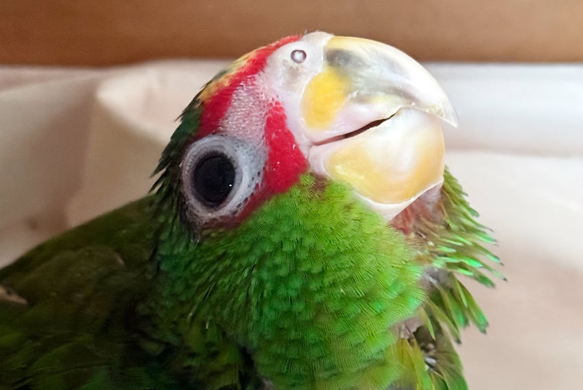 Autoridades estadounidenses devuelven 11 loros mexicanos incautados en la frontera