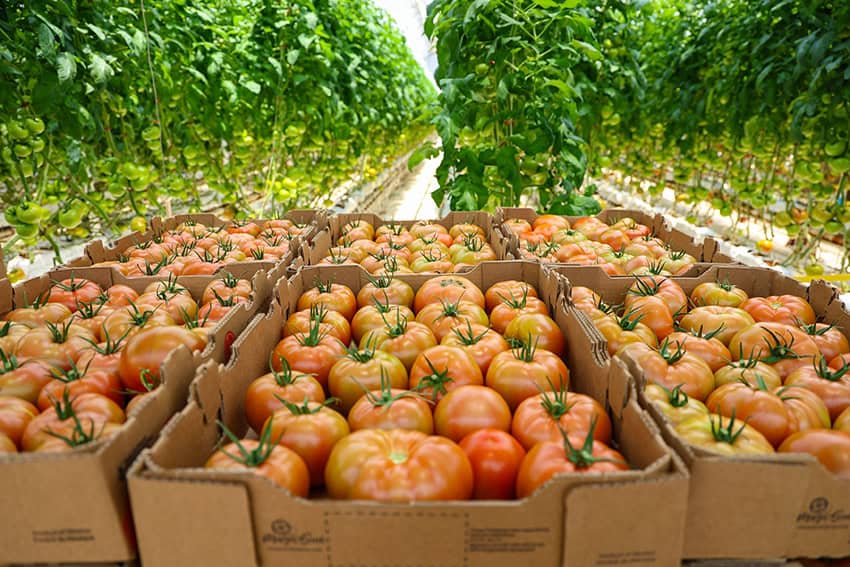 Un aumento de última hora en las exportaciones salvó a México de la recesión en 2025