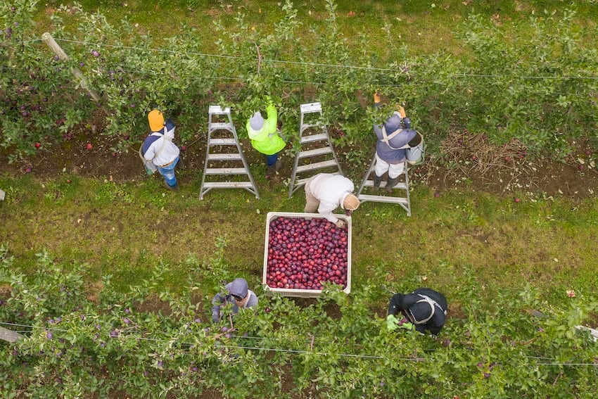 ¿Podría México volver a hacer grande a América? La relación bilateral en agricultura