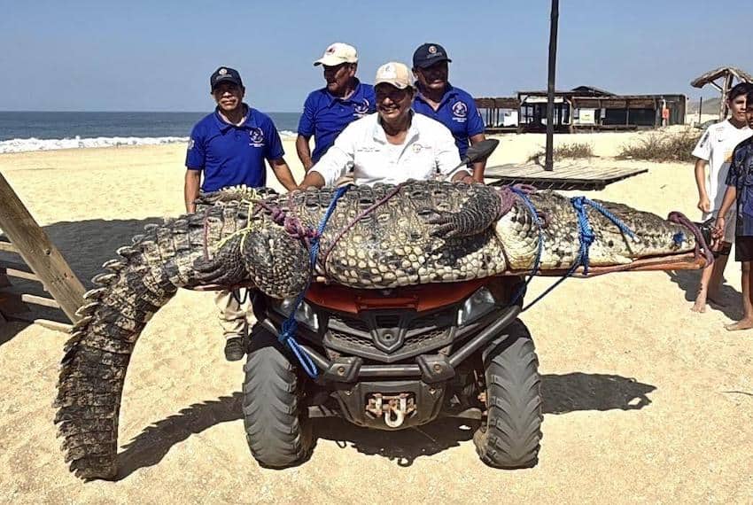 Cocodrilo de 300 kg causa alarma entre los bañistas en la Playa Bacocho de Puerto Escondido