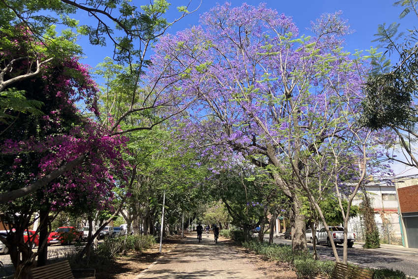 El Festival Internacional de Cine de Guadalajara regresa, mientras Zapopan lucha por proteger sus espacios verdes