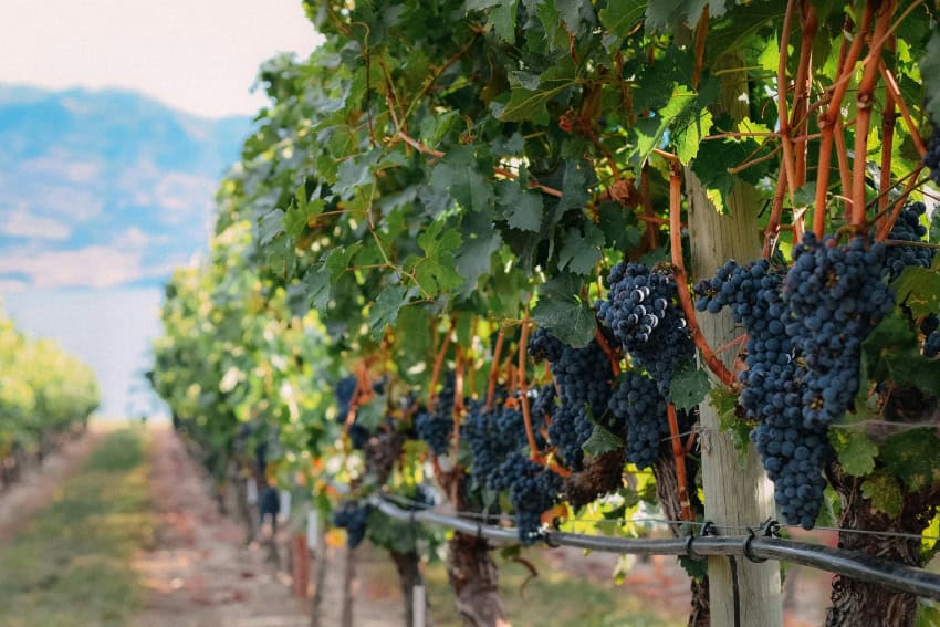 Resumen de noticias de San Miguel de Allende: Novedades locales de MND